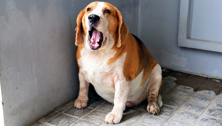 Der fette Beagle gähnte, er wartete auf Snacks.