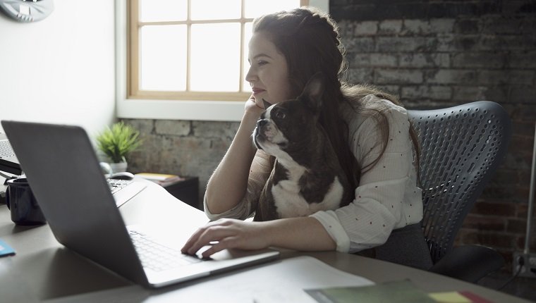 Kreative Geschäftsfrau, die am Laptop mit Hund im Schoß arbeitet