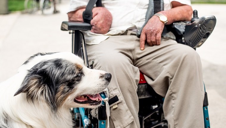 Hund als Therapietier für behinderte ältere Menschen