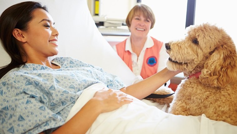 Haustier-Therapie-Hund und -Handler, der Patientin im Krankenhaus besucht