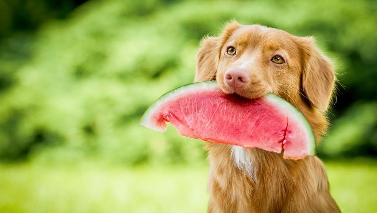 Hund, der Wassermelone im Mund hält