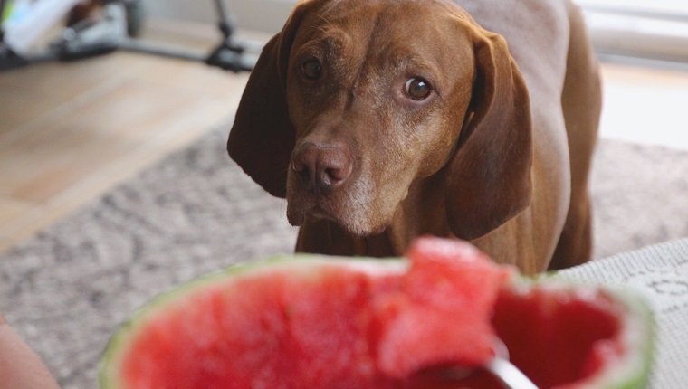Porträt des braunen Labrador-Retrievers mit Wassermelone im Vordergrund