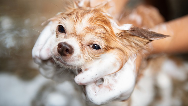 Ein Hund, der mit Wasser und Seife duscht, Reinigungsservice