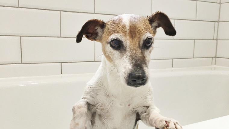Porträt eines nassen Jack Russell Terrier in der Badewanne, die ein Bad nimmt