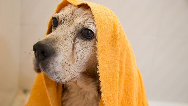 Wet Beagle nimmt ein Bad zu Hause Badewanne mit orange Handtuch bedeckt.