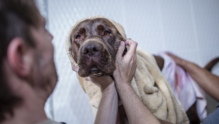 Kapstadt, Südafrika, brauner Hund, der gewaschen wird