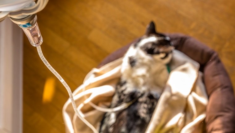 Konzentrieren Sie sich auf die intravenöse Tropfinfusion auf Tropfentropfen für europäische Katzen mit Nierenversagen. Schwarz-Weiß-Katze auf defokussiertem Backgorund. Konzeptkrankheit und Tierklinik. Zeit und Leben laufen ab