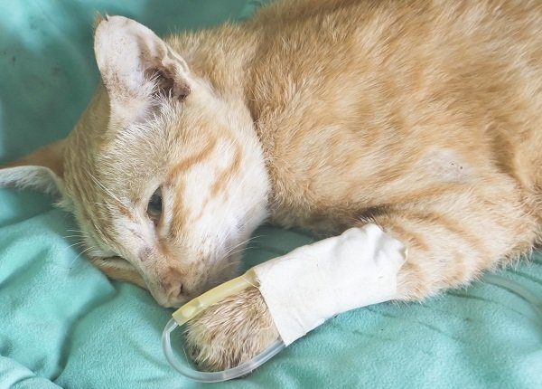fluid therapy in cat