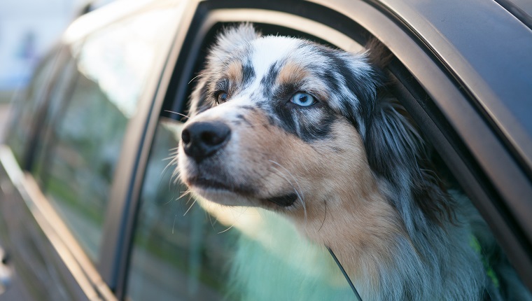Blauäugiger Hund, der vom Autofenster, Porträt heraus schaut