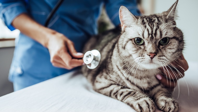 Beschnittenes Bild der schönen Ärztin Tierarzt mit Stethoskop untersucht niedliche graue Katze in der Tierklinik.