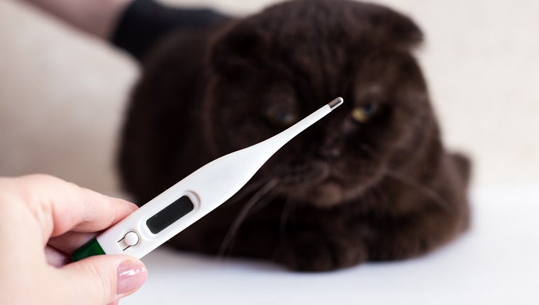 Katzenbehandlung. Katze in einer medizinischen Tierklinik. Thermometer auf dem Hintergrund des Kopfes eines Kätzchens.