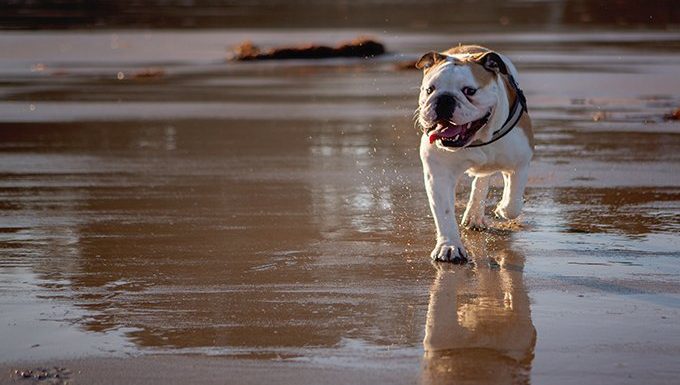 Bulldogge läuft am Strand