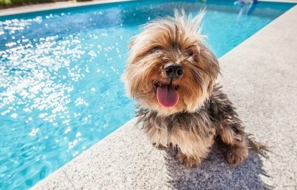 dog sitting by the pool
