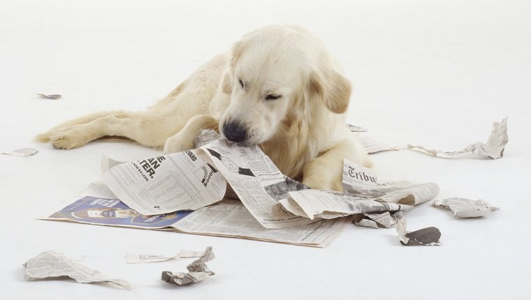 Ein Golden Retriever zerreißt eine Zeitung mit den Zähnen, während er auf dem Boden liegt.