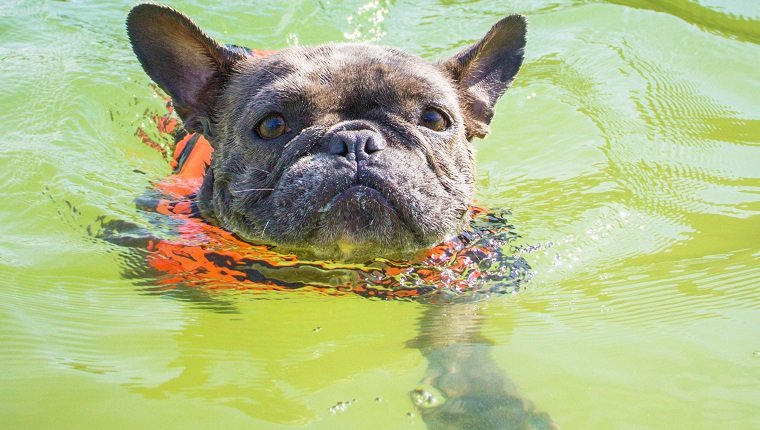 Französische Bulldogge, die Schwimmweste trägt, die im Ozean schwimmt