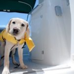 French bulldog wearing life jacket swimming in ocean