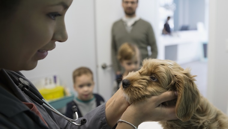 Tierarzt, der Hund im Untersuchungsraum der Klinik untersucht