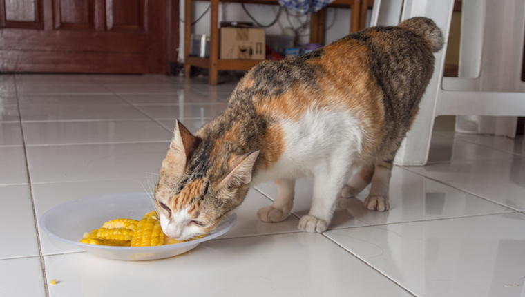 Katze frisst Mais