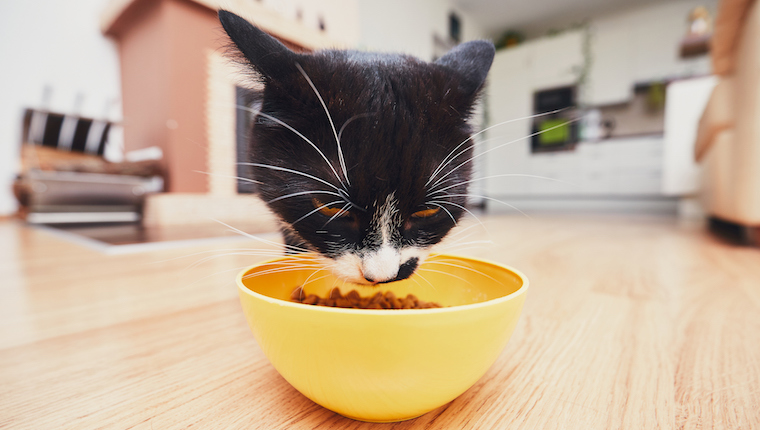 Katze, die Futter von Schüssel isst