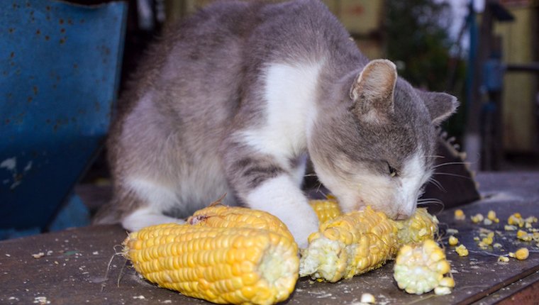 Katze frisst Mais