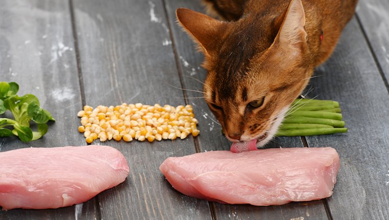 Katze frisst Fleisch
