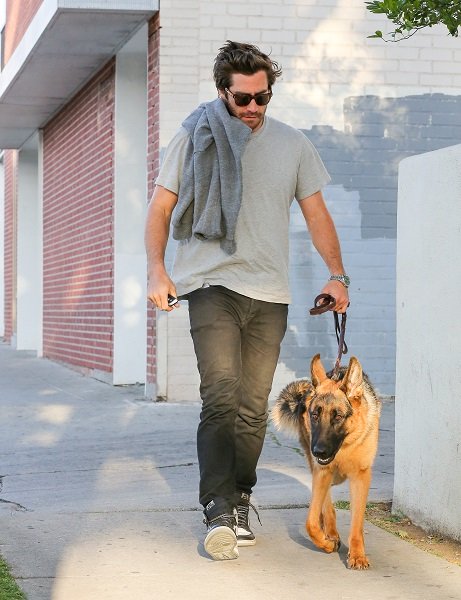 Jake Gyllenhaal mit seinem deutschen Schäferhund Atticus