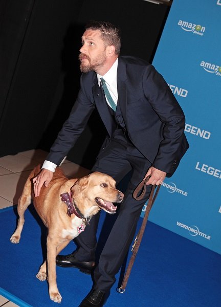 Tom Hardy bringt seinen Hund Woody zum Premier von 'Legend'