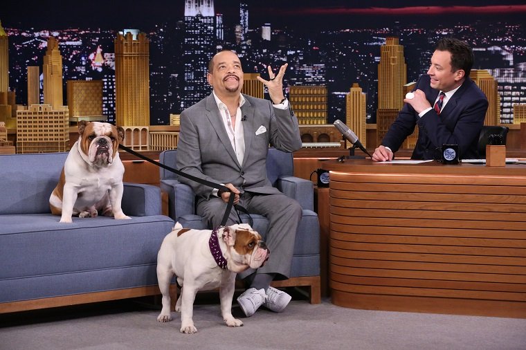 Ice-T bringt seine Bulldoggen zu Jimmy Fallon in "The Tonight Show"