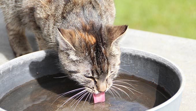 Katze Trinkwasser draußen