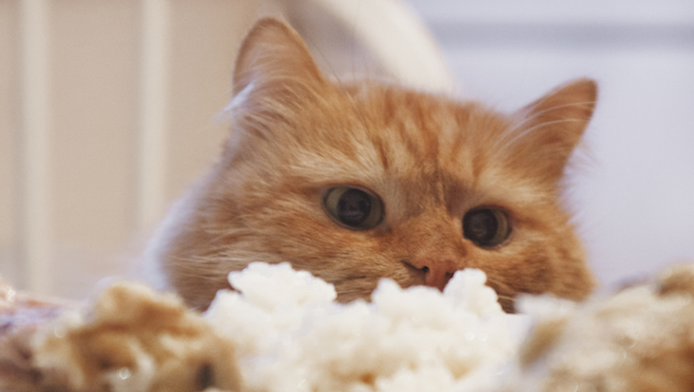 Katze, die Reis isst