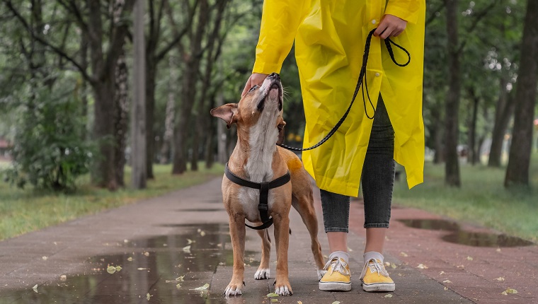 Gehen des Hundes im gelben Regenmantel am regnerischen Tag. Weibliche Person und Staffordshire Terrier Hund an der Leine stehen auf Pflaster im Stadtpark bei schlechtem Wetter