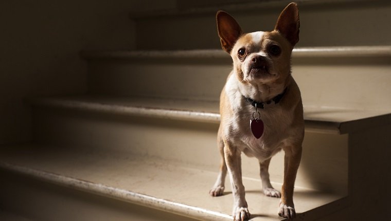 Französische Bulldogge, die nach oben schaut, während auf Stufen zu Hause steht