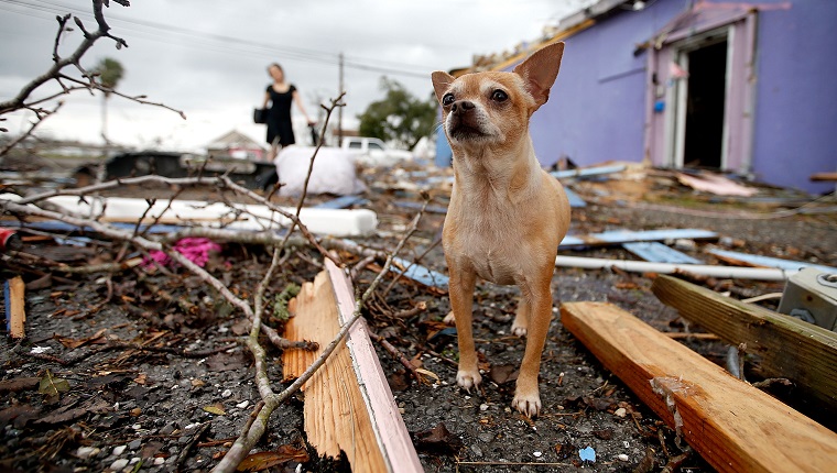 NEW ORLEANS, LA - 7. FEBRUAR: Ein Hund steht links hinter einem Tornado am 7. Februar 2017 in New Orleans, Louisiana. Nach Angaben des Wetterdienstes wurden nach dem Tornado 25 Menschen verletzt. 