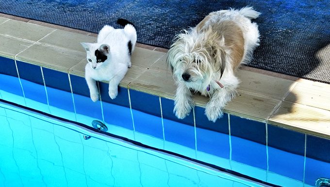 Hund und Katze sitzen am Pool