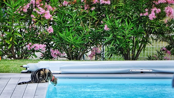 Katze trinkt aus dem Pool