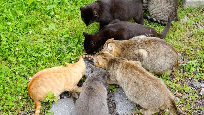 Viele Katzen fressen draußen vom selben Futterhaufen