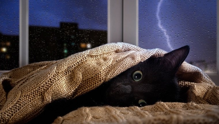 Katze hatte Angst vor Donner und Blitz vor dem Fenster. Kätzchen versteckt sich unter der Decke