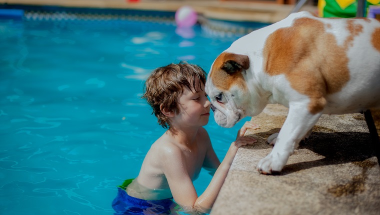 Junge am Pool und englische Bulldogge