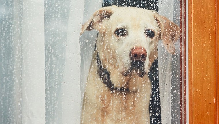 Depression bei Hunden Symptome, Ursachen und Behandlungen Haustiere Welt