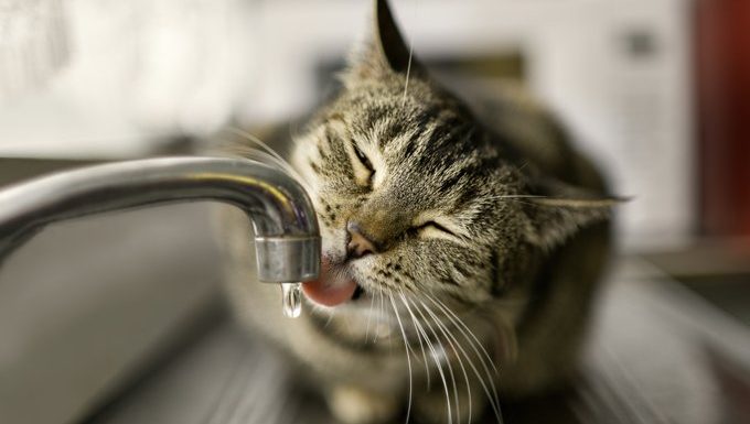 Katze Trinkwasser aus Wasserhahn