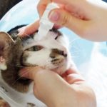 The owner of sick cat dropped eye-water into her eye.