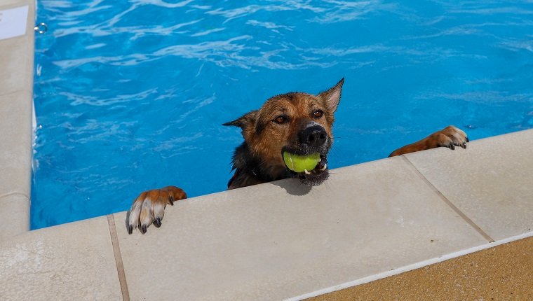 Hund im Pool mit Ball im Mund