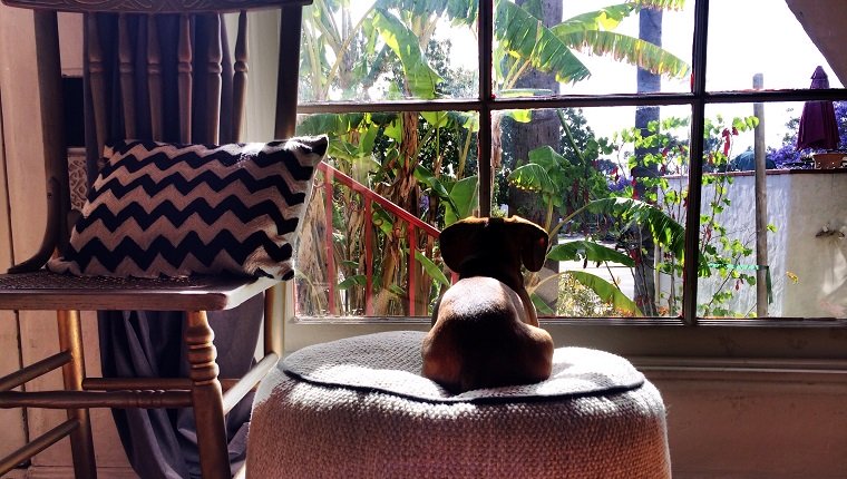 Hund, der auf osmanischem Sitz sitzt, während er durch Fenster zu Hause schaut