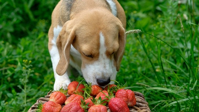 Der Beagle-Hund schnüffelt im Sommergarten frisch gepflückte rote Erdbeeren in einem Weidenkorb