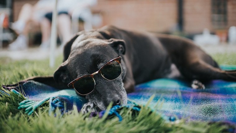 Älterer Hund, auf einem Teppich liegend, auf Gras, Sonnenbrille tragend.