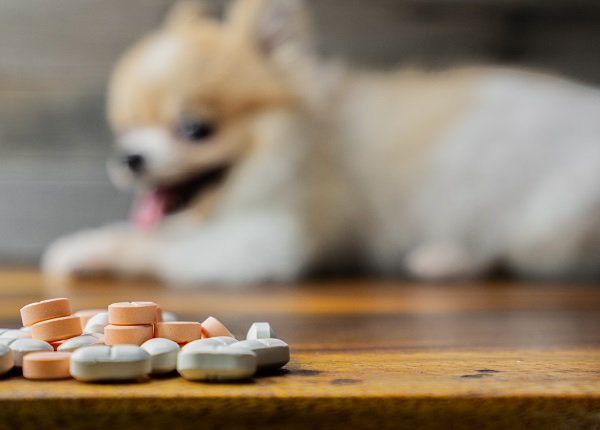 veterinary medicine, pet, animals, health care concept - focus on paracetamol pills, tablets with blur Pomeranian dog sitting on white background, isolate.