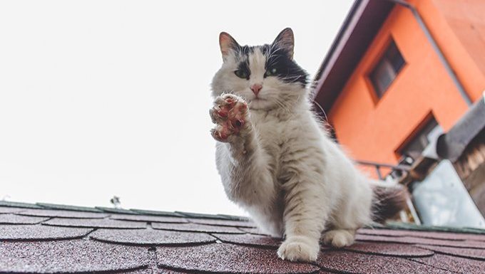 Katze auf dem Dach hält Pfote hoch