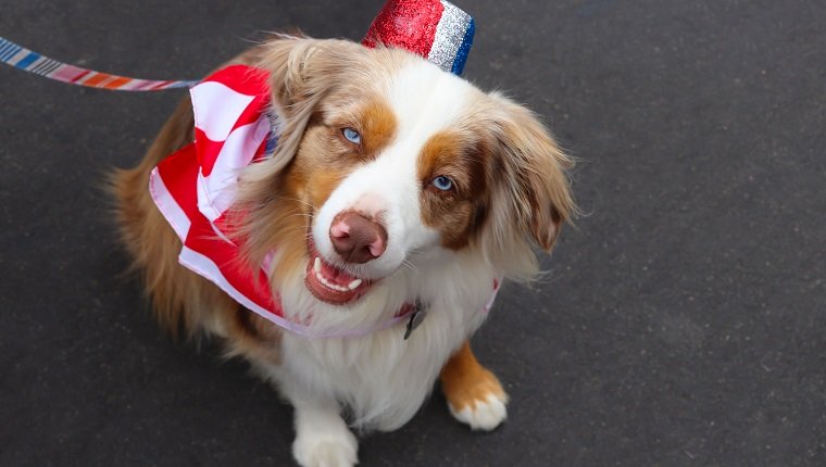 Ein australischer Schäferhund trägt ein rotes, weißes und blaues Kostüm für eine Parade am 4. Juli.