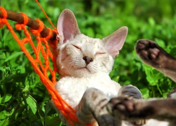 white cat relax on orange hammock