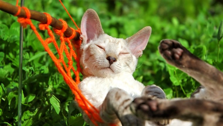 weiße Katze entspannen auf orange Hängematte
